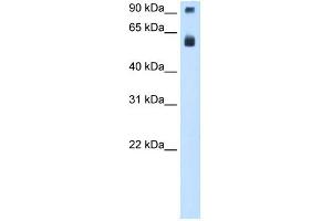 WB Suggested Anti-TAF15 Antibody Titration:  0.