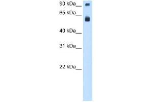 WB Suggested Anti-TAF15 Antibody Titration:  0. (TAF15 anticorps  (N-Term))