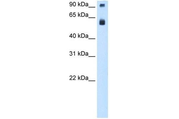TAF15 anticorps  (N-Term)