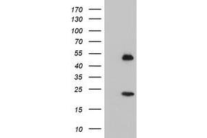 Western Blotting (WB) image for anti-Nucleobindin 1 (NUCB1) antibody (ABIN1499847) (Nucleobindin 1 anticorps)