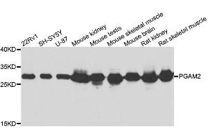 Western blot analysis of extracts of various cell lines, using PGAM2 antibody. (PGAM2 anticorps  (AA 1-253))