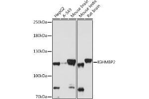 Western blot analysis of extracts of various cell lines, using IGHMBP2 antibody (ABIN7267848) at 1:1000 dilution. (IGHMBP2 anticorps  (AA 540-720))