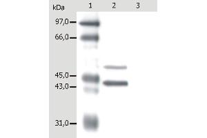 Western Blotting analysis of whole cell lysate of MCF-7 human breast adenocarcinoma cell line. (Keratin 5/8 anticorps)