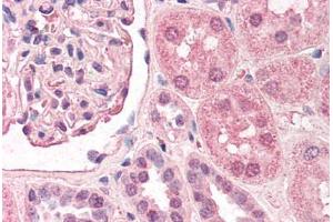 Human Kidney (formalin-fixed, paraffin-embedded) stained with TFAP2A antibody ABIN290449 at 2. (TFAP2A anticorps  (AA 3-14))