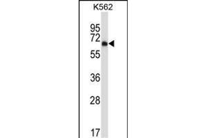 Mouse Dyrk2 Antibody (C-term) (ABIN657991 and ABIN2846937) western blot analysis in K562 cell line lysates (35 μg/lane). (DYRK2 anticorps  (C-Term))
