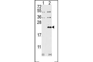 Image no. 1 for anti-Dual Specificity Phosphatase 13 (DUSP13) (AA 13-1), (N-Term) antibody (ABIN360792) (DUSP13 anticorps  (N-Term))