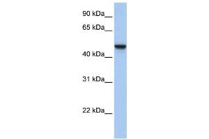 Western Blotting (WB) image for anti-Adipocyte Plasma Membrane Associated Protein (APMAP) antibody (ABIN2459299) (APMAP anticorps)