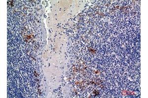 Immunohistochemistry (IHC) analysis of paraffin-embedded Human Tonsils, antibody was diluted at 1:100. (CD19 anticorps  (Internal Region))