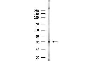 anti-RNA Binding Motif Protein 7 (RBM7) antibody