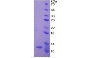 SDS-PAGE of Protein Standard from the Kit (Highly purified E. (Ghrelin Kit ELISA)