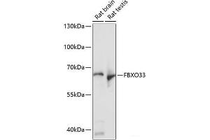 Western blot analysis of extracts of various cell lines using FBXO33 Polyclonal Antibody at dilution of 1:1000. (FBXO33 anticorps)