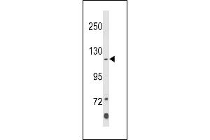 Western blot analysis of Klotho Antibody (C-term)  in K562 cell line lysates (35 μg/lane). (Klotho anticorps  (C-Term))