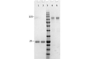 SDS-PAGE results of Goat F(ab')2 Anti-Rabbit IgG (H&L) Antibody. (Chèvre anti-Lapin IgG (Heavy & Light Chain) Anticorps - Preadsorbed)