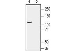 LRRC4B anticorps  (Extracellular, N-Term)