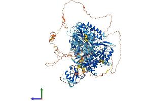 AlphaFold protein structure predicition of Mouse Recombinant Pola1 Protein, UniprotID P33609