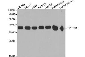 Western blot analysis of extracts of various cell lines, using PPP1CA antibody (ABIN5971210) at 1/1000 dilution. (PPP1CA anticorps)