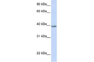 Tetraspanin 10 antibody used at 1 ug/ml to detect target protein. (TSPAN10 anticorps  (N-Term))