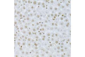 Immunohistochemistry of paraffin-embedded rat liver using MAPK3 Antibody.