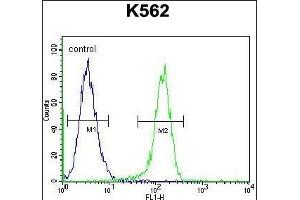 MYO19 Antibody (Center) (ABIN655116 and ABIN2844747) flow cytometric analysis of K562 cells (right histogram) compared to a negative control cell (left histogram). (Myosin XIX anticorps  (AA 554-582))