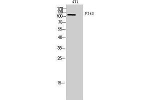 Western Blotting (WB) image for anti-Fms-Related tyrosine Kinase 3 (FLT3) (Internal Region) antibody (ABIN3181448) (FLT3 anticorps  (Internal Region))
