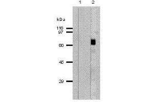 Image no. 1 for anti-Perforin 1 (Pore Forming Protein) (PRF1) (AA 402-534) antibody (ABIN187563)