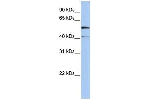 Western Blotting (WB) image for anti-Solute Carrier Family 23 Member 3 (SLC23A3) antibody (ABIN2458812) (SLC23A3 anticorps)
