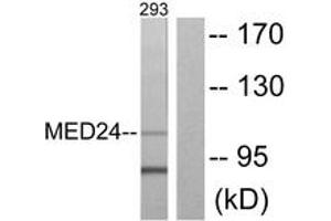 Western Blotting (WB) image for anti-Mediator Complex Subunit 24 (MED24) (AA 801-850) antibody (ABIN2889345) (MED24 anticorps  (AA 801-850))