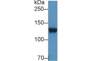 Western Blot; Sample: Rat Cerebrum lysate; Primary Ab: 2µg/ml Rabbit Anti-Human DPP6 Antibody Second Ab: 0.