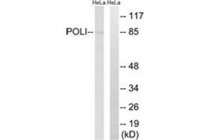 Western Blotting (WB) image for anti-Polymerase (DNA Directed) iota (POLI) (AA 641-690) antibody (ABIN2890266) (POLI anticorps  (AA 641-690))