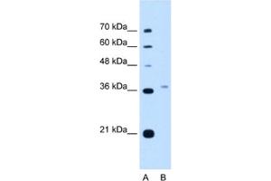Western Blotting (WB) image for anti-Peroxisomal Biogenesis Factor 3 (PEX3) antibody (ABIN2462935) (PEX3 anticorps)