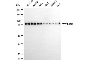 Western blotting analysis using epsin 1 antibody (ABIN7798487).