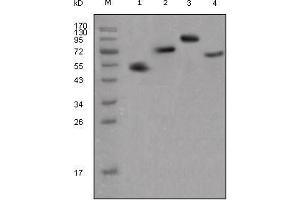 Western Blot showing human IgG (Fc specific) antibody used against different fusion proteins with human IgG (Fc specific) tag. (Souris anti-Humain IgG (Fc Region) Anticorps)