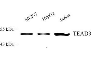 Western blot analysis of Tead3 (ABIN7075852) at dilution of 1: 500 (TEAD3 anticorps)