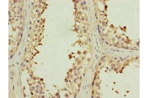 Immunohistochemistry of paraffin-embedded human testis tissue using ABIN7151077 at dilution of 1:100 (MYLIP anticorps  (AA 266-445))