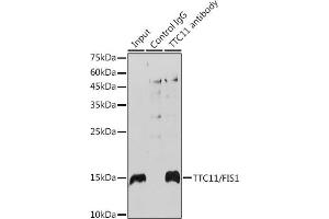 Immunoprecipitation analysis of 300 μg extracts of HeLa cells using 3 μg TTC11/FIS1 antibody (ABIN7267209).