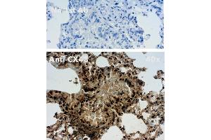Immunohistochemistry (IHC) image for anti-Gap Junction Protein, alpha 1, 43kDa (GJA1) (C-Term) antibody (ABIN1440034)