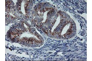 Image no. 5 for anti-Archain 1 (ARCN1) antibody (ABIN1497572)