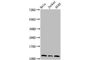 Western Blot Positive WB detected in: Hela whole cell lysate, Jurkat whole cell lysate, A549 whole cell lysate All lanes: TXN antibody at 3 μg/mL Secondary Goat polyclonal to rabbit IgG at 1/50000 dilution Predicted band size: 12, 10 kDa Observed band size: 12 kDa (TXN anticorps  (AA 2-105))