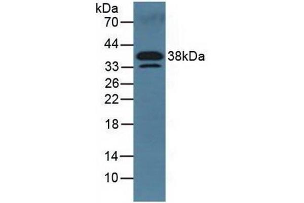 DKK3 抗体  (AA 23-349)