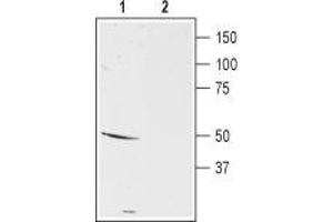 Western blot analysis of mouse brain membranes:1. (Dopamine Receptor D5 (DRD5) Peptide)