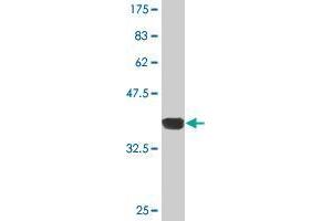 Western Blot detection against Immunogen (35.