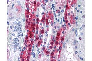 Anti-PPP1R1A antibody IHC of human kidney. (PPP1R1A anticorps  (AA 50-100))