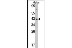 Western blot analysis of Mouse Dnmt3L Antibody (ABIN387907 and ABIN2844287) in Hela cell line lysates (35 μg/lane). (DNMT3L anticorps  (AA 389-421))