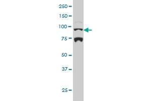 NR3C1 monoclonal antibody (M01), clone 2C8 Western Blot analysis of NR3C1 expression in Hela S3 NE .