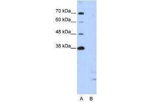 PPIE antibody used at 2.
