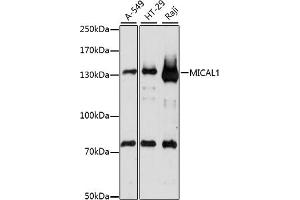 Western blot analysis of extracts of various cell lines, using MIC antibody (ABIN7268515) at 1:1000 dilution. (MICAL1 anticorps  (AA 718-1067))
