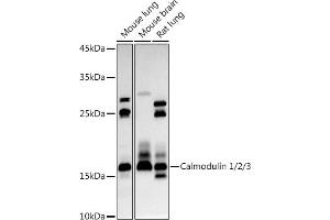 Western blot analysis of extracts of various cell lines, using Calmodulin 1/2/3 antibody (ABIN3021661, ABIN3021662, ABIN3021663, ABIN1512661 and ABIN6215489) at 1:1000 dilution.