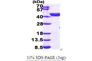 SDS-PAGE (SDS) image for Enoyl-CoA Delta Isomerase 2 (PECI) (AA 1-364) protein (His tag) (ABIN667028)