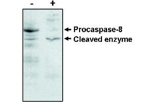 Western blot analysisusing caspase -8 antibody on MCF-7 cells negative (-) and positive (+) for caspase-3 after treatment for 48 hours with thapsigargin. (Caspase 8 anticorps)