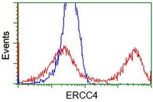 HEK293T cells transfected with either RC223300 overexpress plasmid (Red) or empty vector control plasmid (Blue) were immunostained by anti-ERCC4 antibody (ABIN2454690), and then analyzed by flow cytometry. (ERCC4 anticorps)